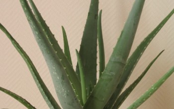 Aléovera